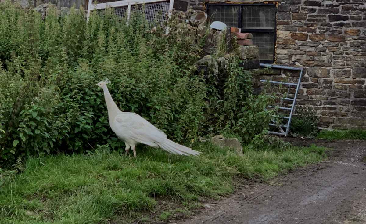 Albino Peacock.jpg