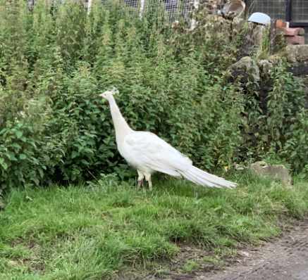 Albino Peacock.jpg