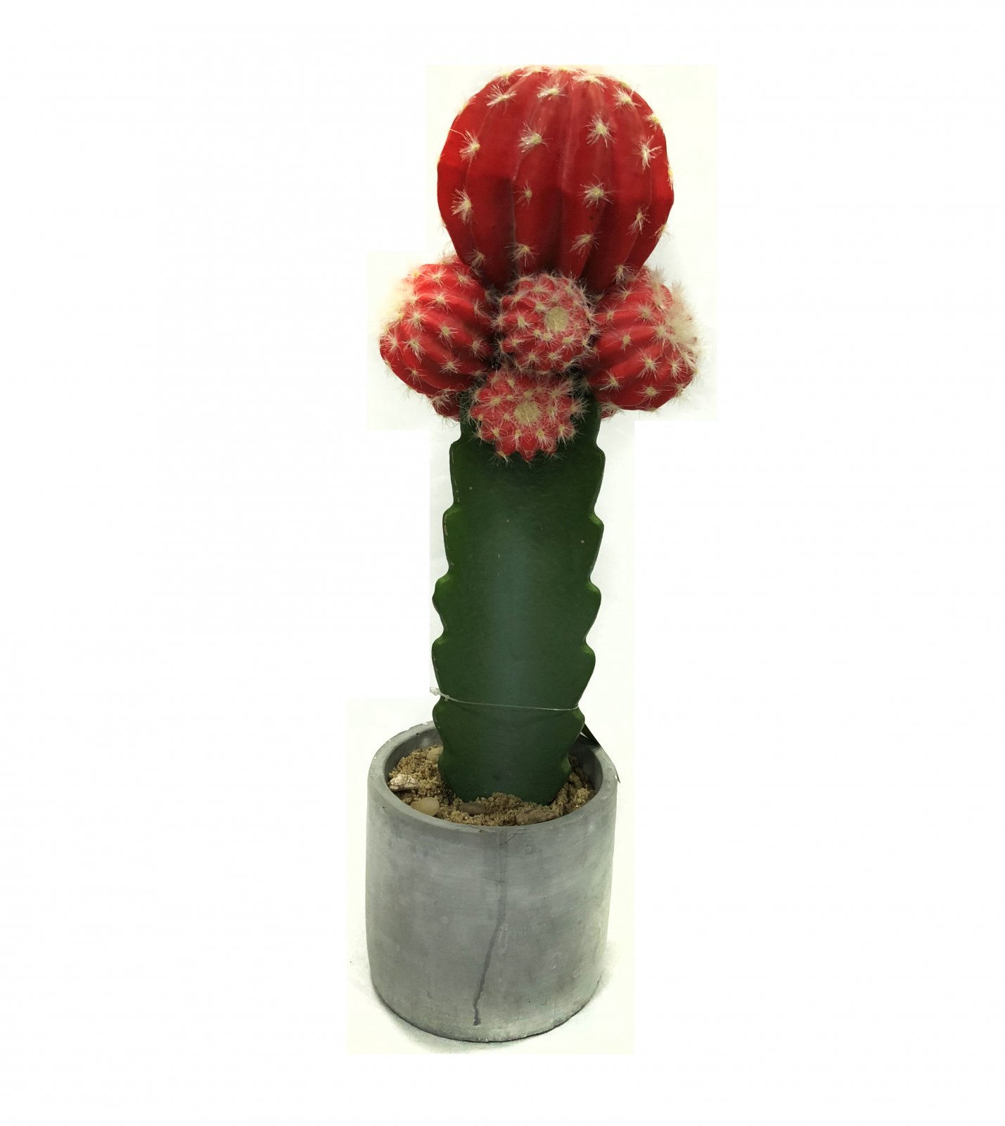 cactus.jpg