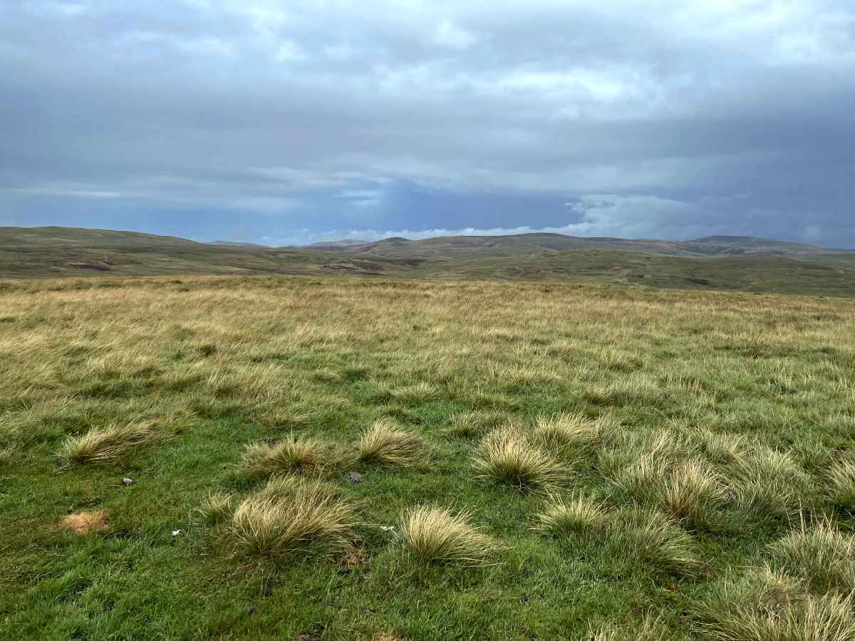 Cheviots01.jpg