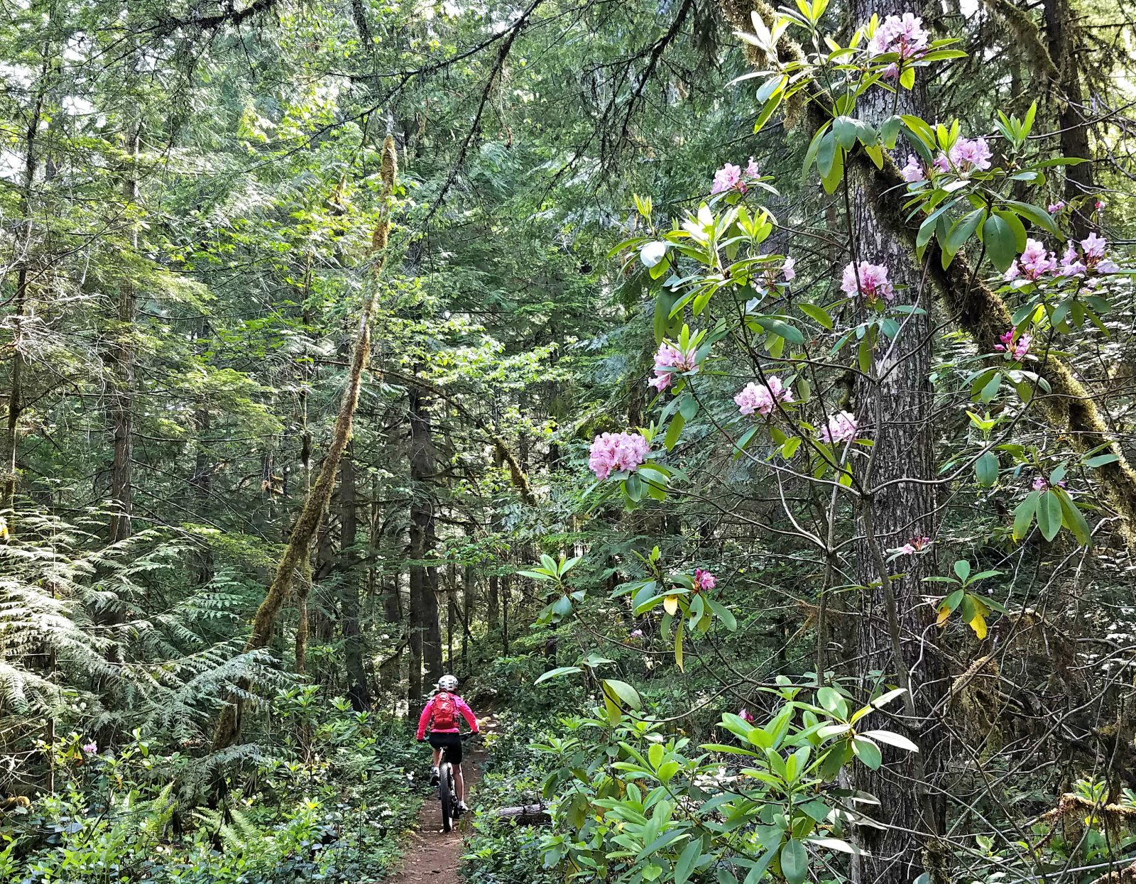 McKenzie River Trail.jpg