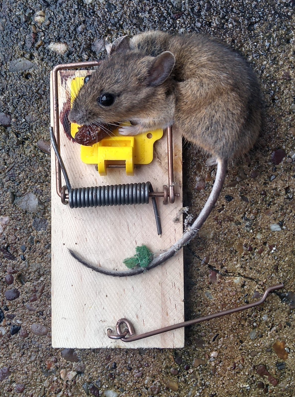 A Better Mousetrap, At Least For The Mouse