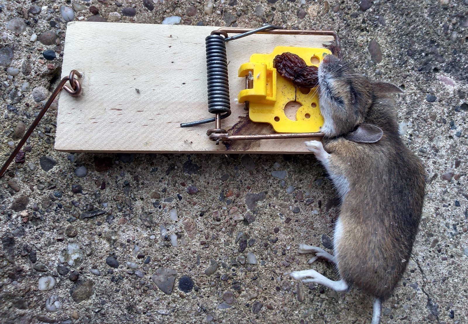 Learn where to put a mouse trap for best results