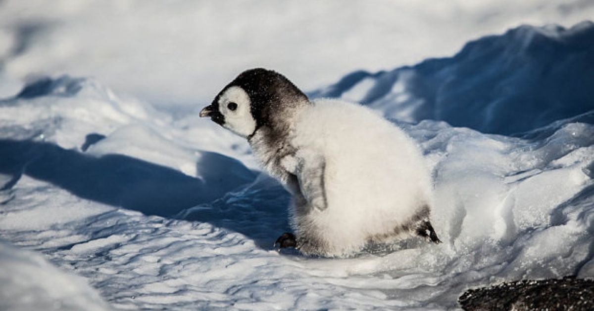 snow-chick-a-penguins-tale.jpg