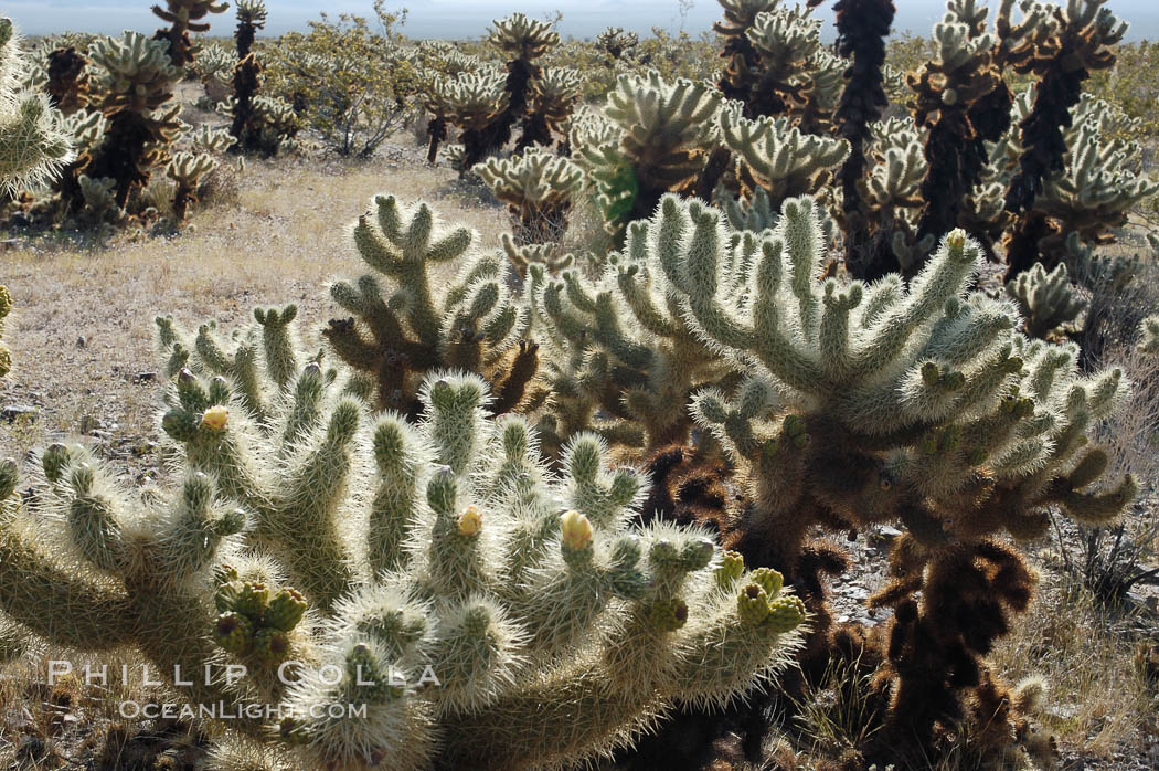 teddy-bear-cholla-photo-09136-244385.jpg