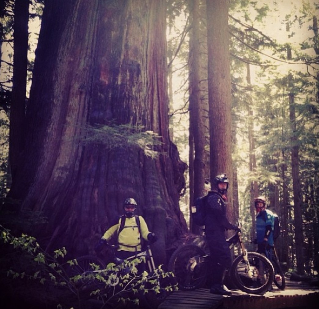 Millennium Tree - Mount Seymour 2010